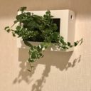 ズボラさんにおすすめ！「無印良品」の「壁にかけられる観葉植物」でグリーンのある暮らし