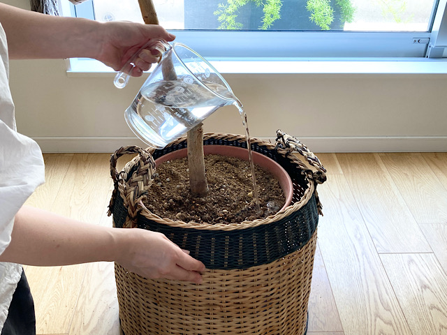 【鉢カバー入りの観葉植物】大きい鉢を動かさず、ラクに水やりする方法とは？