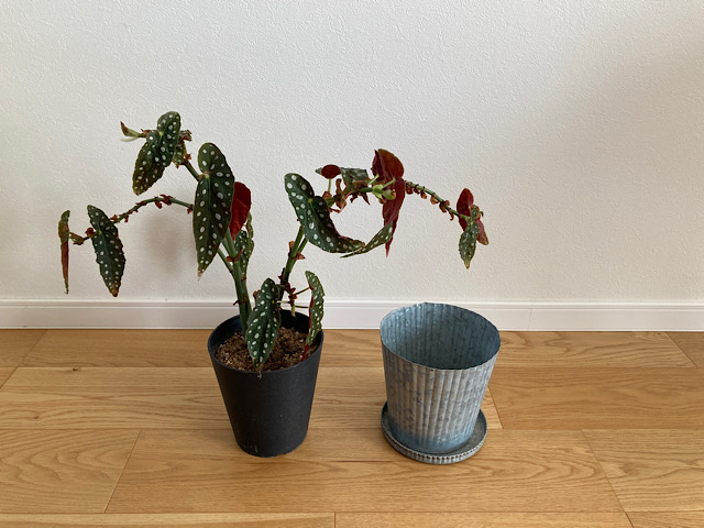 【観葉植物の地震対策】けがを防ぎ、片づけやすくするための3つのポイント