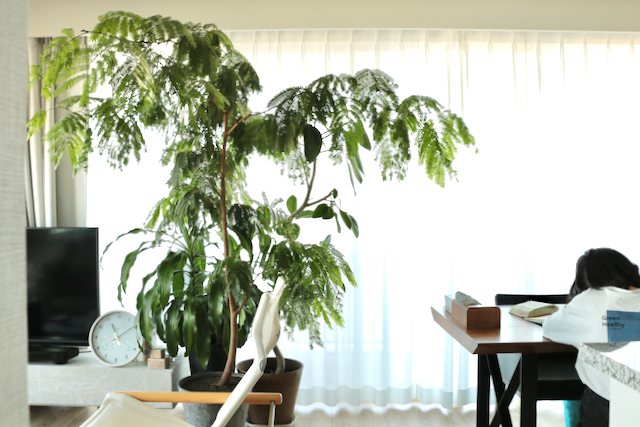 グリーン初心者が15種育てた結果、育てやすい植物No.1「サンスベリア・ファーンウッド・ミカド」の魅力