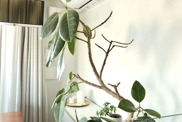 グリーン初心者が15種育てた結果、育てやすい植物No.1「サンスベリア・ファーンウッド・ミカド」の魅力