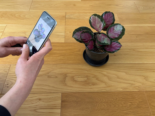 観葉植物を買っただけで終わりにしない！初心者が育て続けるための5つの工夫とは？ 