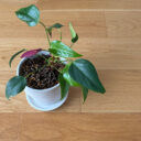 観葉植物にわくコバエを何とかしたい！実践してわかった暮らしに合う対策とは？