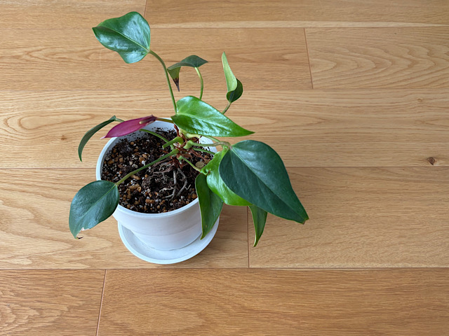 観葉植物にわくコバエを何とかしたい！実践してわかった暮らしに合う対策とは？