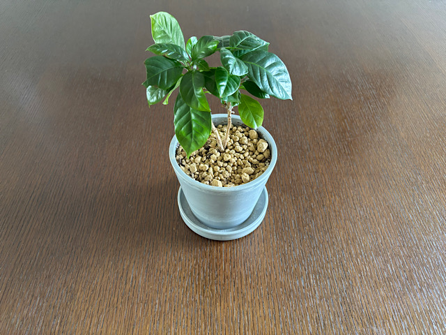 観葉植物にわくコバエを何とかしたい！実践してわかった暮らしに合う対策とは？