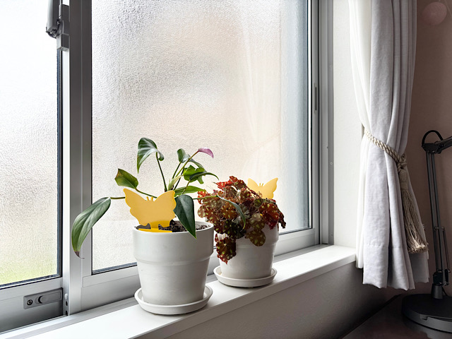 観葉植物にわくコバエを何とかしたい！実践してわかった暮らしに合う対策とは？