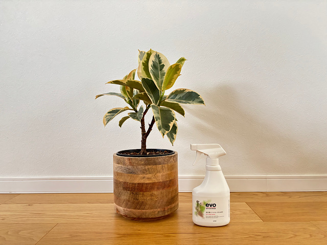 観葉植物にわくコバエを何とかしたい！実践してわかった暮らしに合う対策とは？