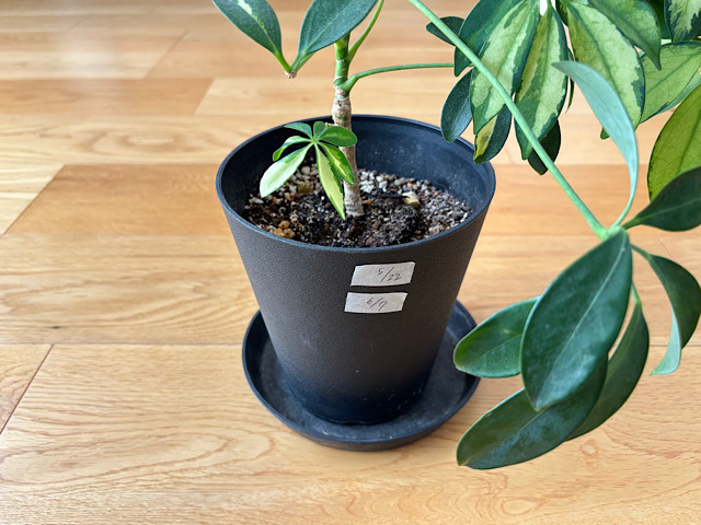 ちゃんと水やりしているのに観葉植物がなぜ枯れる？夏の水やり3つのチェックポイント
