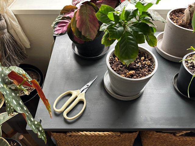 観葉植物のお世話がラクに！おすすめのハサミと収納の工夫、お手入れ法とは？