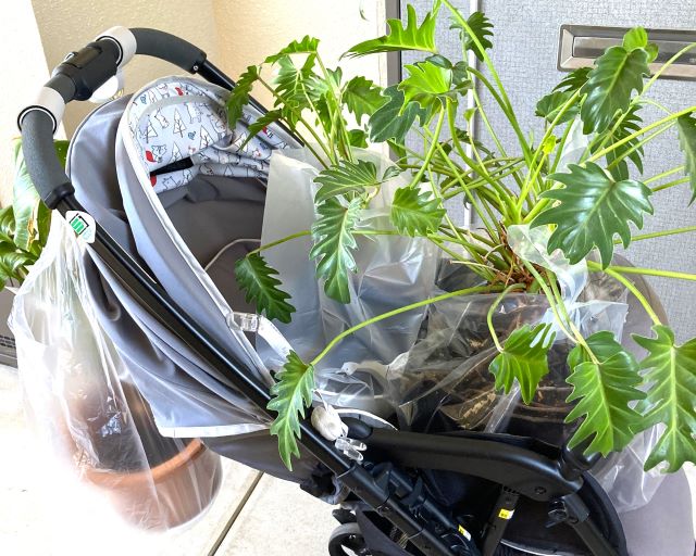 【海外引っ越し準備】「持って行く荷物」と「減らす荷物」力を入れるのはどっち？